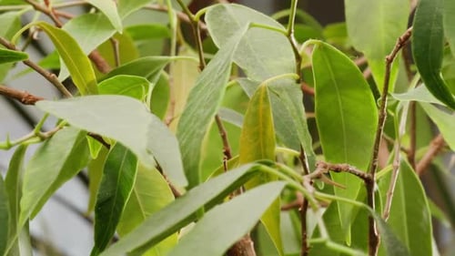 Close Up of Houseplant with Green Leaves