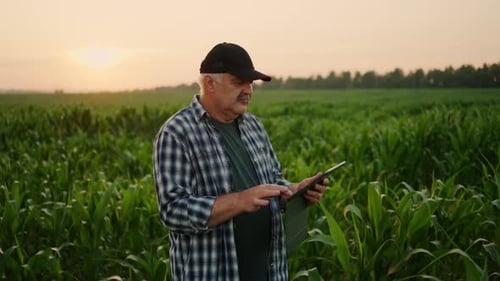 Senior Farmer Using Tablet In Green Corn Field In Summer Agribusiness Concept and Farming