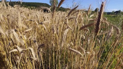 Yellow Spike Wheat Field Sway In The Wind 19