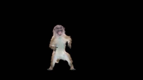 53 Monkey Dancing HD