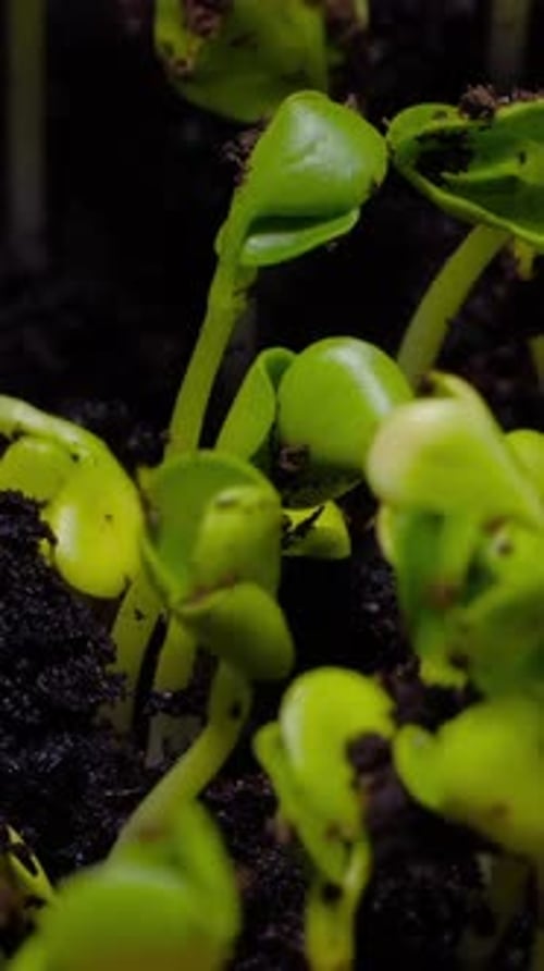 Sprouts Growing from Dark Soil Time Lapse