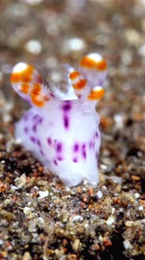 close up view of Dorid Nudibranch sea slug