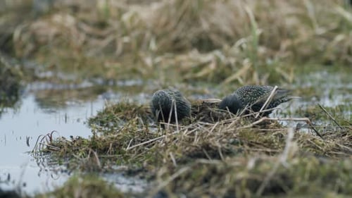 Common starling looking for food in grass and taking bath in water puddle