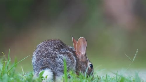 Grey Small Hare Eating Grass on Summer Field