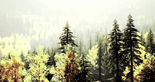 Tall Evergreen Trees Surrounded By Vibrant Foliage in a Serene Forest Landscape