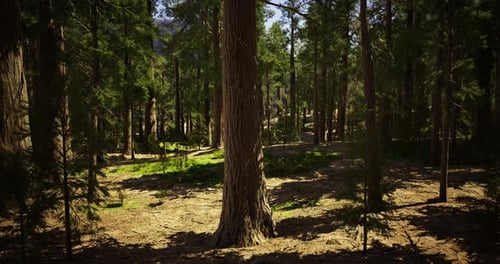 Tall Ancient Trees Create a Serene Atmosphere in a Sunlit Forest Clearing