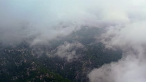 Forest Mountain