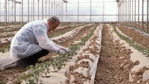 Engineer Checking Plant Process