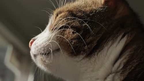 Cat Close Up Sunny Day