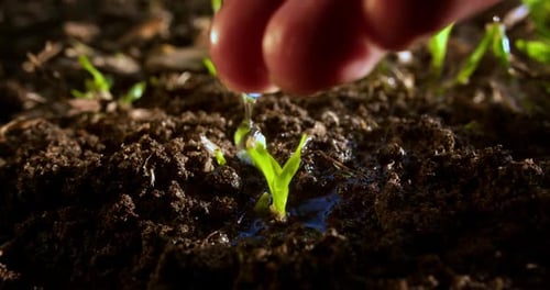 Nurturing a Young Sprout with Gentle Watering
