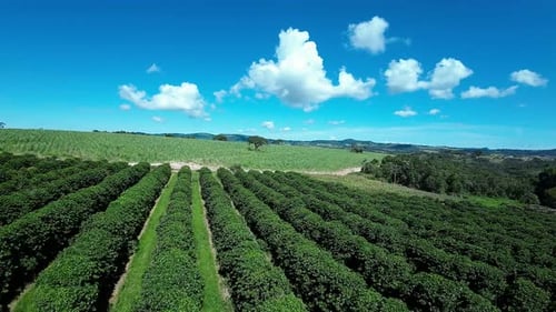 Plantation Field at Country Landscape in Rural Scene Countryside.