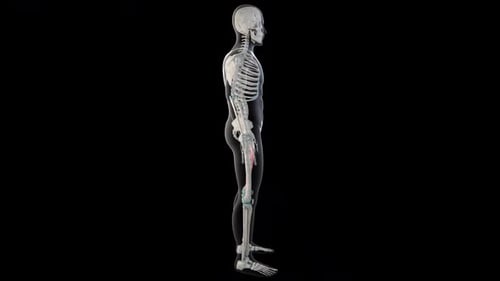 3D Human Skeleton with Adductor Longus Muscle Highlighted Anatomy
