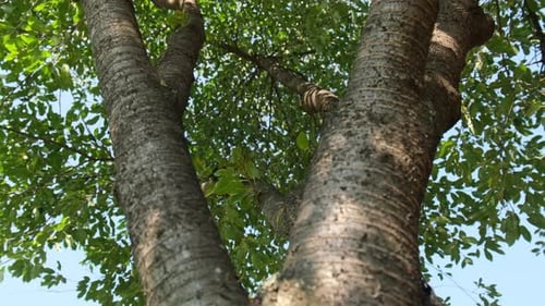 Trees view from below Slow motion