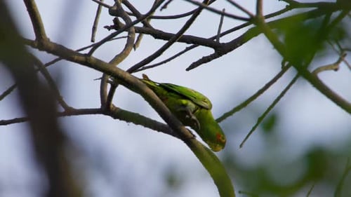Green parrot perched on tree branch, bright sunlight filtering through leaves