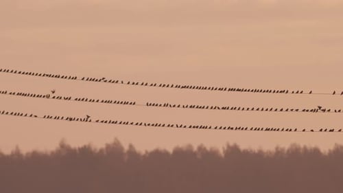 Flock of Birds Perched on Wires at Sunset