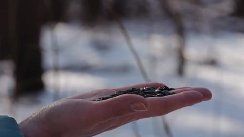 Woman Feeding Cute Tit Bird to Sunflower Seeds at Snowy Woodland Beautiful Tomtit Pecking Food From