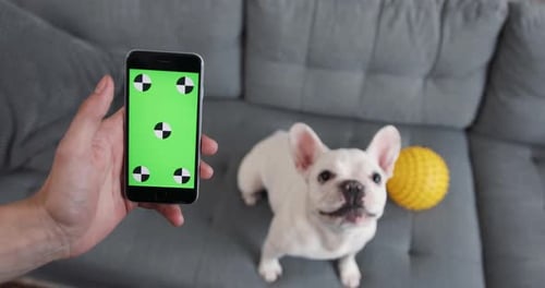 Close Up Hand Man Hold Use Vertical Phone with Green Screen Background French Buldog Barking on Sofa