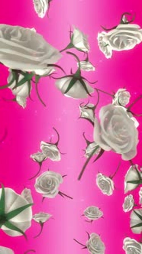 Weiße fallende Rosen auf rosafarbenem Hintergrund