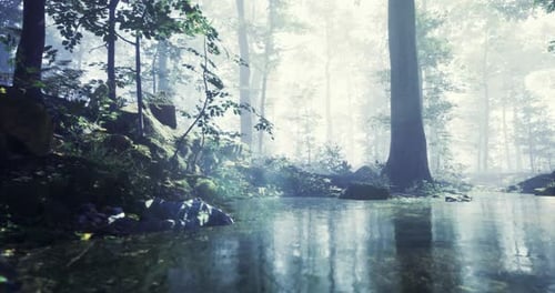 Mist Covered Forest with a Calm Stream Reflecting Trees at Dawn