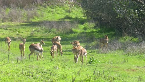 Mountain Gazelle herd in pasture