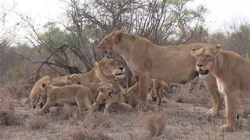 Des images adorables d'un groupe de lionnes et de petits ensemble dans la nature.