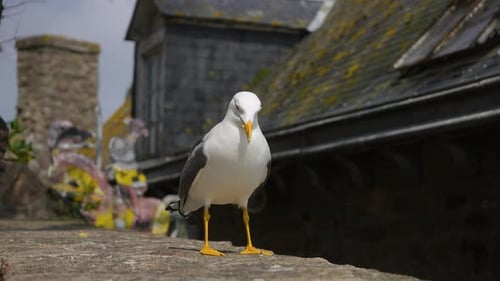 Closeup of White Seagull Seagull Walk on Roof of France Old Town on Sunny Day Close Up of Beautiful