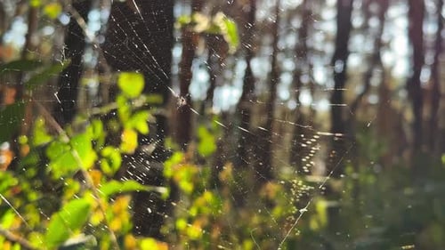 Spiderweb Swaying in Wind at Forest with Sunlight at Background Spider Builds a Cobweb at Woodland