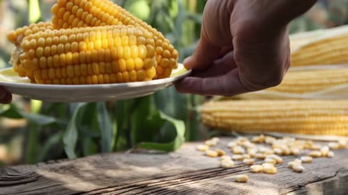 Boiled corn in nature. Close-up.