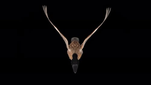 Canada Goose - North American Hunt Game Bird - Flying Loop - Top Front View CU - Alpha Channel 4K