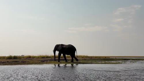 African Elephant At Chobe National Park In Kasane Botswana. African Animals Landscape. Wildlife Scen