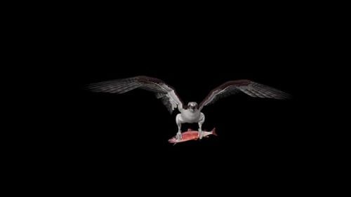 Osprey Hawk Bird With Sockeye Salmon Fish - Flying Loop - Aerial Front Close Up - Alpha Channel