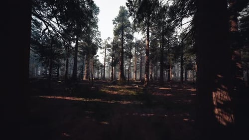 Serene Pine Woodland with Fog Calm Dawn in Misty Pine Forest