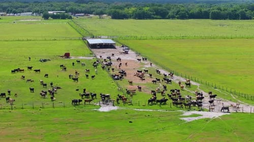 Production of Organic Dairy Products Milk Cows Grazing on Green Farm Pasture Feeding of Cattle on