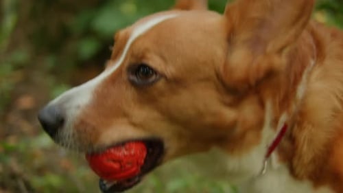 Corgi Dog spielt mit einem Hund im Green Park mit Besitzerin Mädchen spielt mit ihrem schönen Haustier in Nahaufnahme