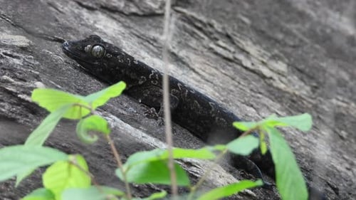 Eidechse wartet im Felsen auf Beute.