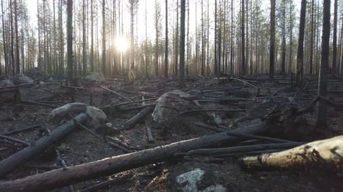 Walking in a burnt boreal forest after forest fire. Stabilized shot with sunflares behind pine trees