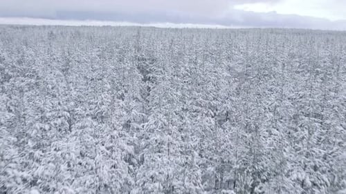 Fly over dense snow covered pine forest in Smaland, Sweden