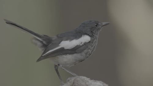 Small Bird Perched Peacefully on a Tree Branch