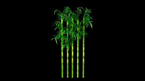Plant Bamboo Alpha Channel