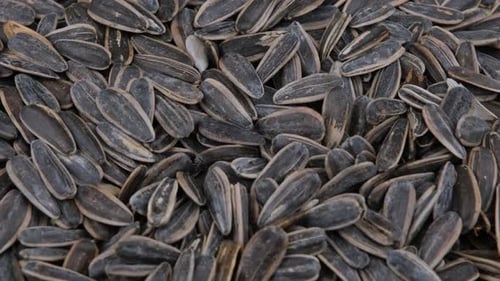 Close Up View of Sunflower Seeds