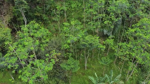 Drohnenaufnahme, grüner Wald, der sich ausdehnt