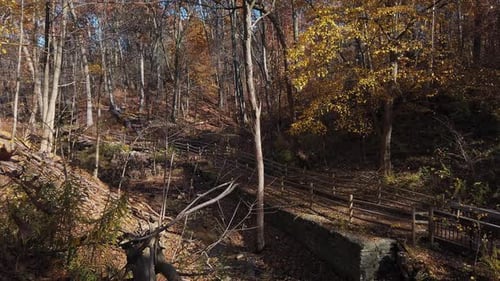 Falling leaves scattering across a ravine in the autumn wind
