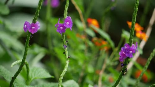 Close-up of purple flowers in a garden