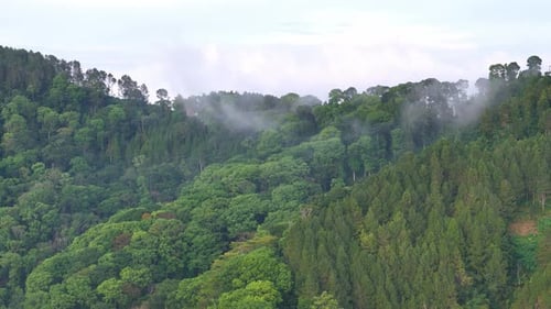 Aerial drone video of tropical rainforest canopy showing dense green trees