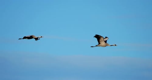 Flock of common cranes ( Grus grus ) in the Camargue, France