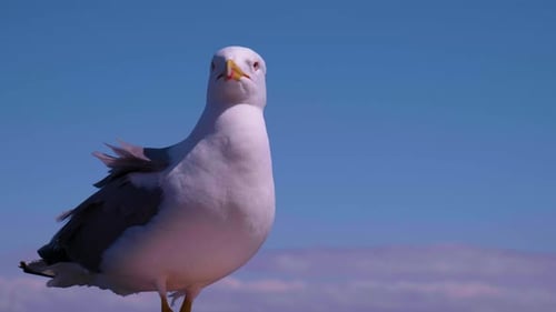 Seagull Stands and Preens Feathers Near the Sea