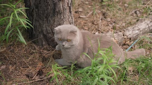 Scottish Fold Cat Relaxing By a Tree
