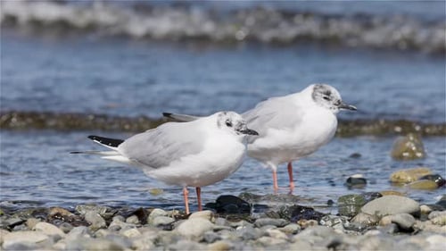 Small White Birds on the Pacific Ocean Coast Slow Motion