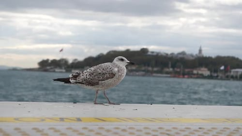 Black Headed Gull in Istanbul Turkey Winter Bird