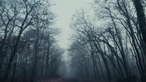 Looking up at the sky in a spooky, scary forest with misty silhouettes.